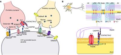 In vivo Mechanisms of Antibody-Mediated Neurological Disorders: Animal Models and Potential Implications